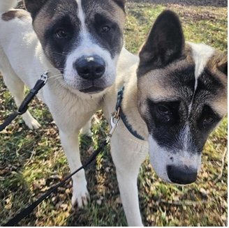 Give Onyx & Opal the gift of a new home for the holidays!