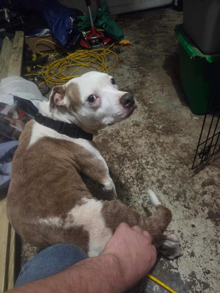 Give Greta a Home Today!