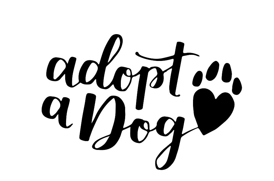 Hamilton County Dog Adoption